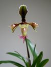 Paphiopedilum villosum var. boxallii f. atratum (Hengduan Mountains Biotechnology)
